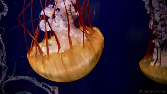 Jellyfish Drift